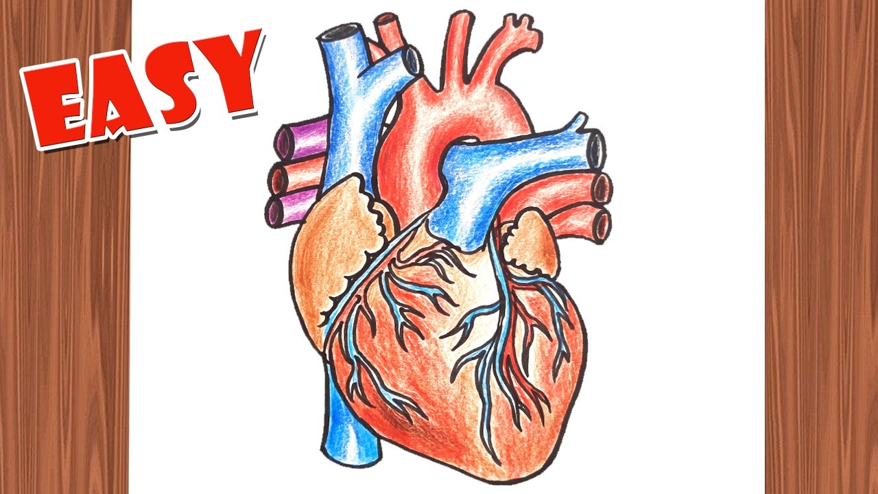 Human Heart Diagram Drawing🫀 | Heart Diagram step by step  tutorial for class 10 Science students