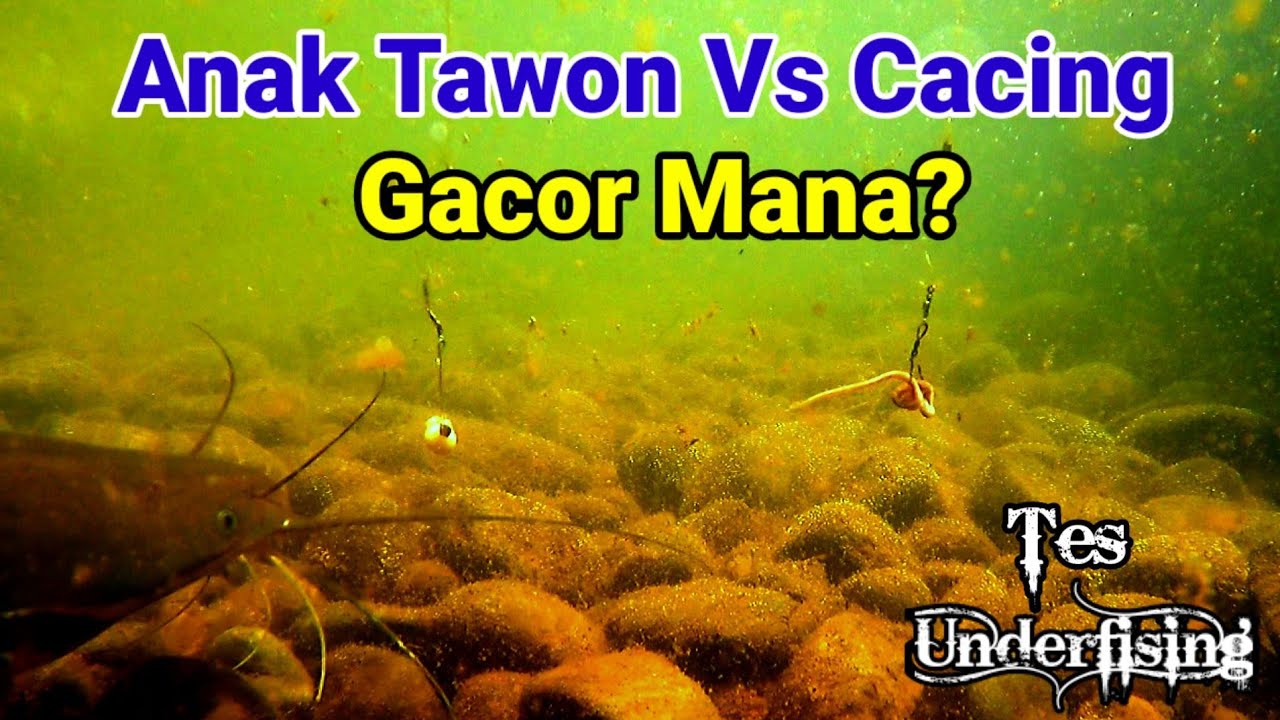 Tes Umpan Lele Anak Tawon Vs Cacing Bagus Mana? | Underfishing