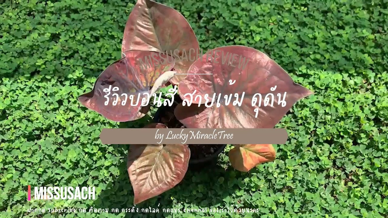 รีวิวบอนสี ตะวันชิงพลบ บอนสีใบไทย สายเข้ม ดุดัน แต่มีความสวยเป็นเอกลักษณ์มากๆ  