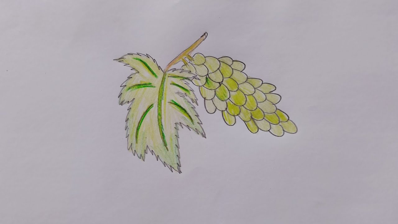 How to draw a Grapes step by step drawing art video (very easy)