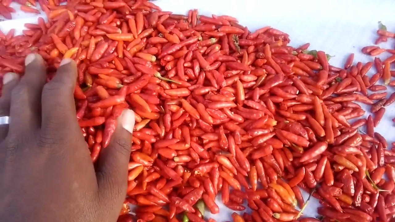 MBINU ZA KUKAUSHA PILIPILI KICHAA,KWA NINI ZINAHITAJIKA SANA DUNIANI NA FAHAMU MASOKO YAKE.