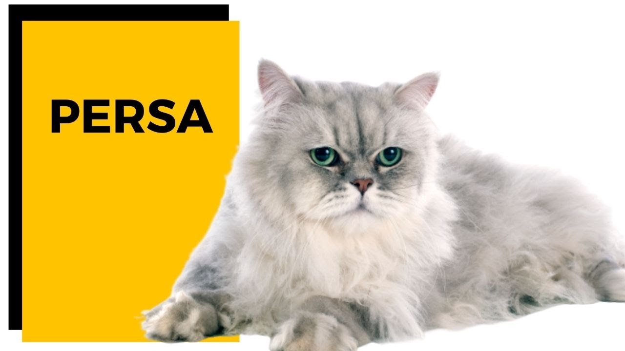 Querido GATO PERSA - Tudo sobre essa famosa Raça de Gato.