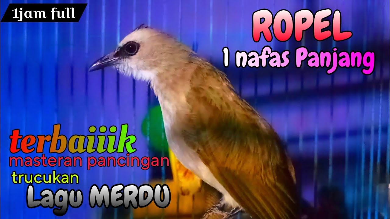 trucukan gacor ropel nafas panjang paling JOS untuk pancingan masteran trucuk calon juara