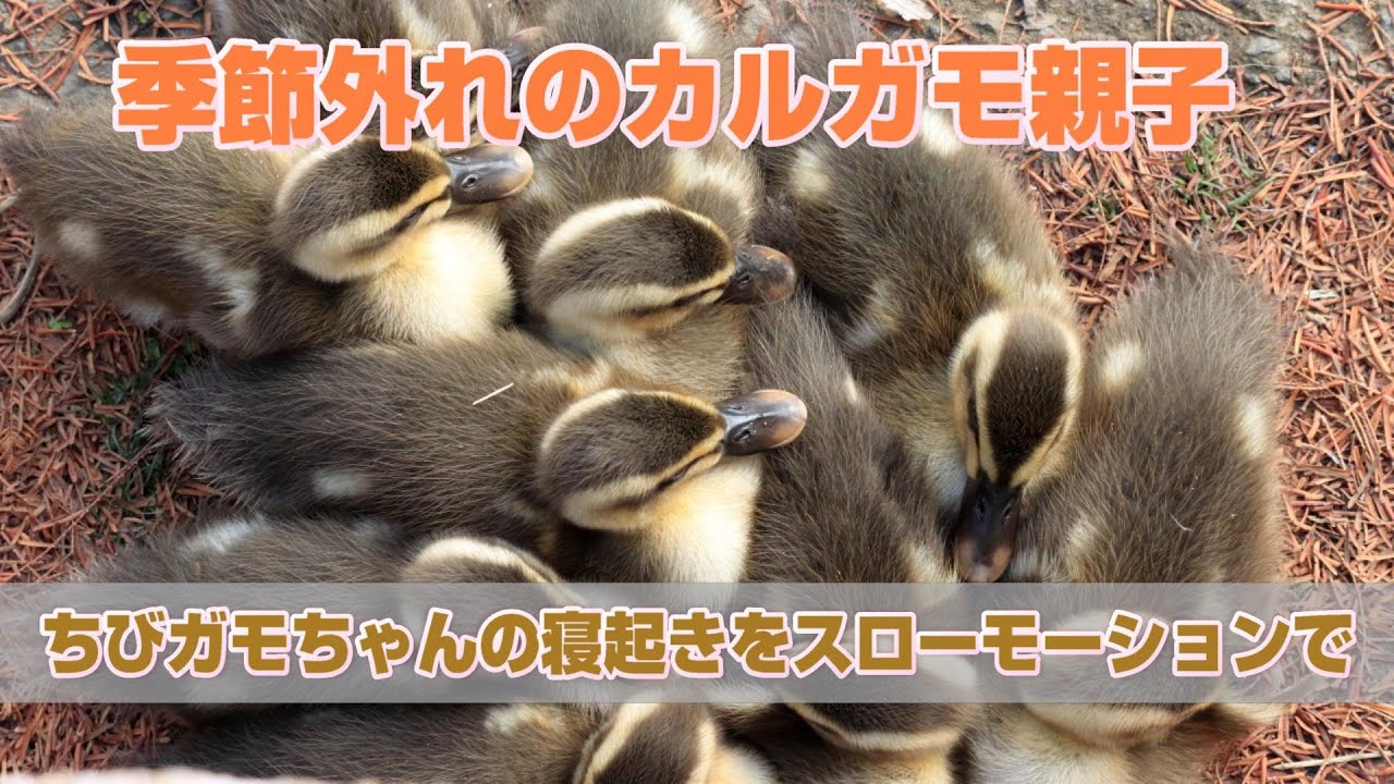 9羽のちびガモちゃんの寝起きをスローモーションで撮ってみました。季節外れのカルガモ親子2023年1月17日