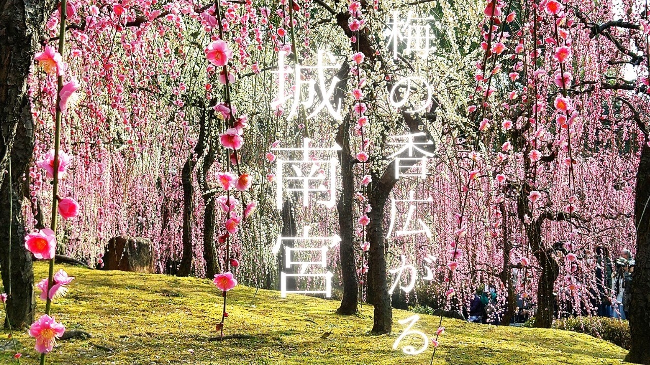 城南宮の満開の
