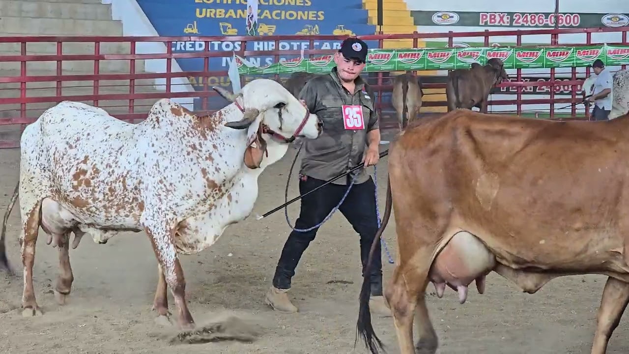 Conosca la CAMPEONA EN GYR LECHERO DE LA FERIA GANADERA SANTA ANA ...REÑIDO RAZA