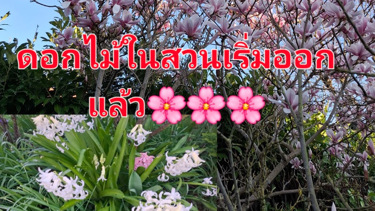 ชมสวนดอกไม้เริ่มออกแล้วจ้าสดชื่นๆ