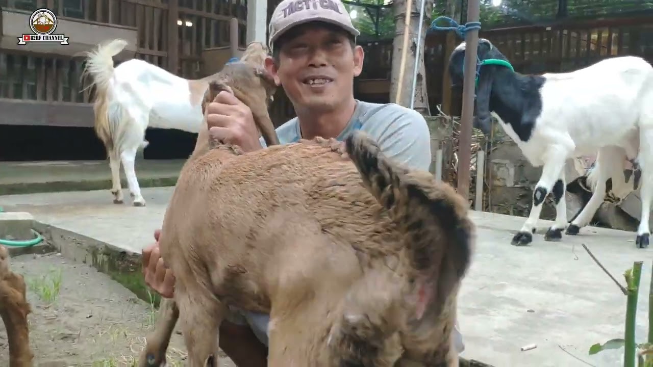 Strategi Breeding Kambing Jerabang Gentho Farm