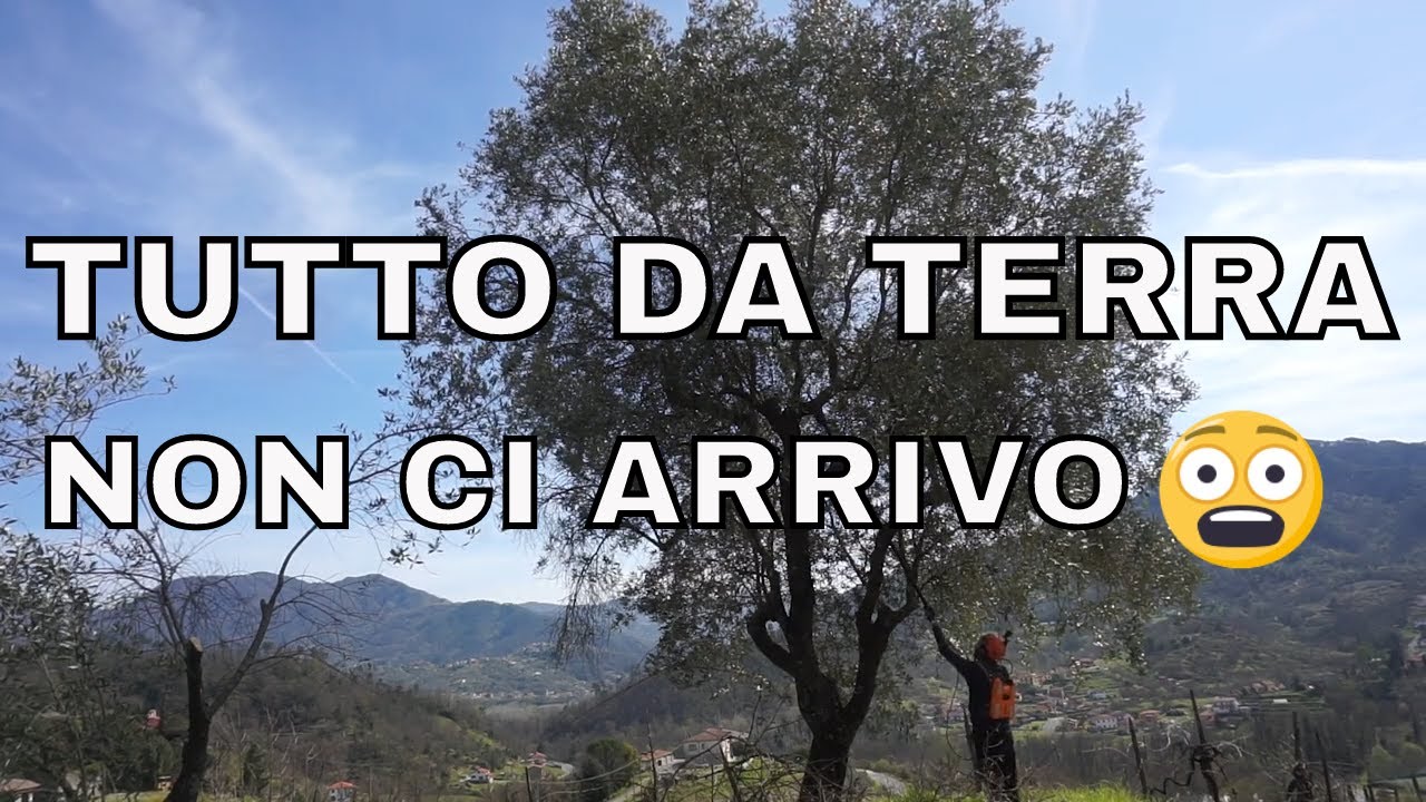 Potatura olivo alto 10 metri