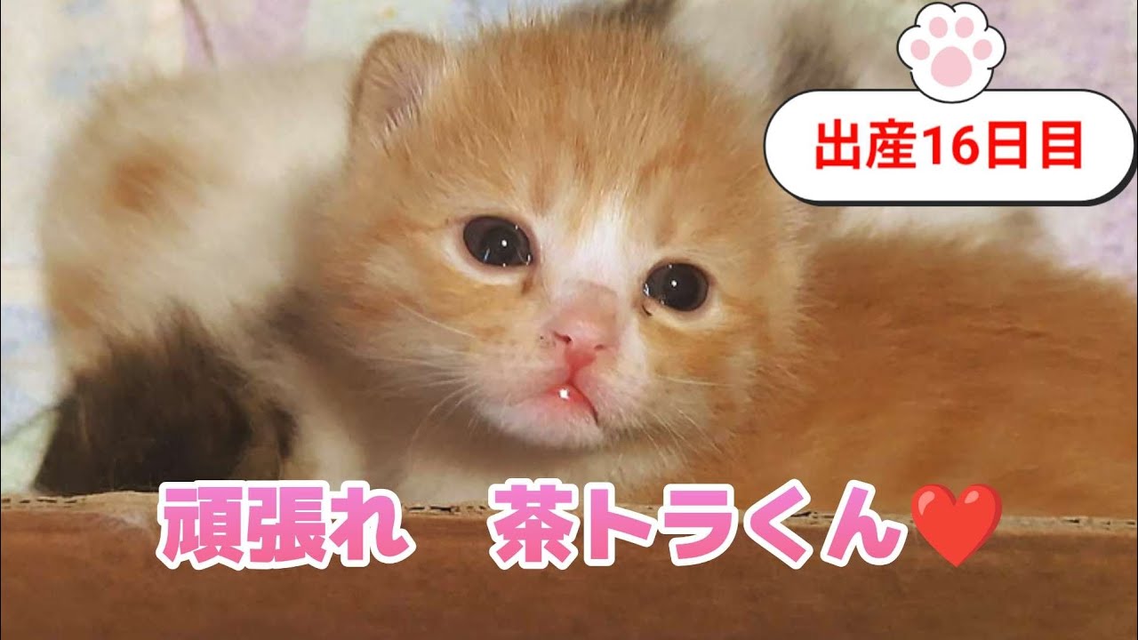 [生後16日目]いよいよ歩く練習を始めました❤️