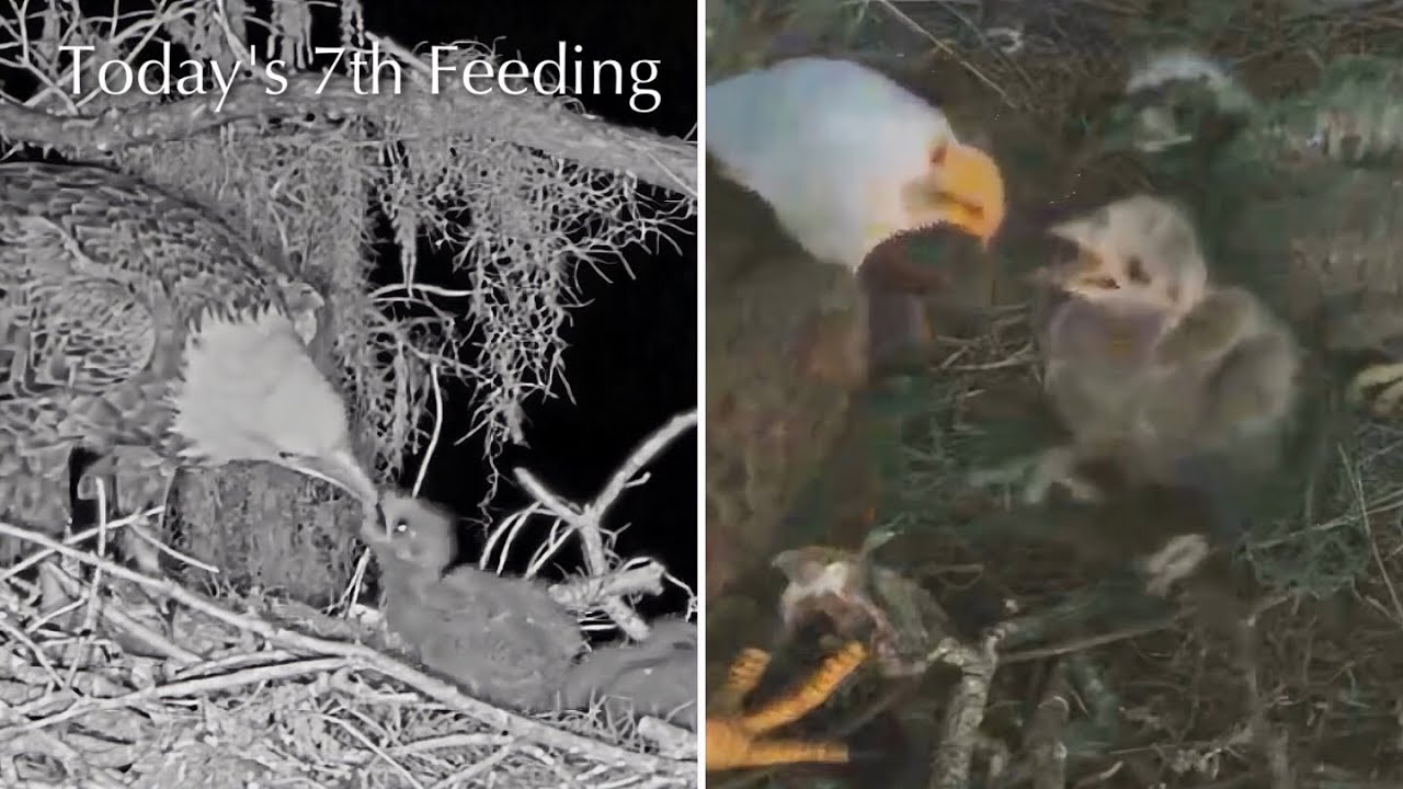 #164🦅🐥25°🐥20°／Winter Park Eagle Nest 2026／Against All Odds:One-Eyed Mom／by Winter Park Eagle Cam