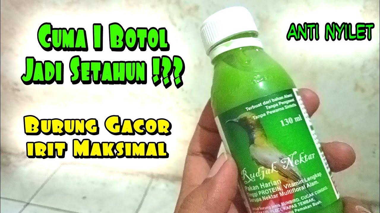 Sogon Gacor Nektar irit Maksimal