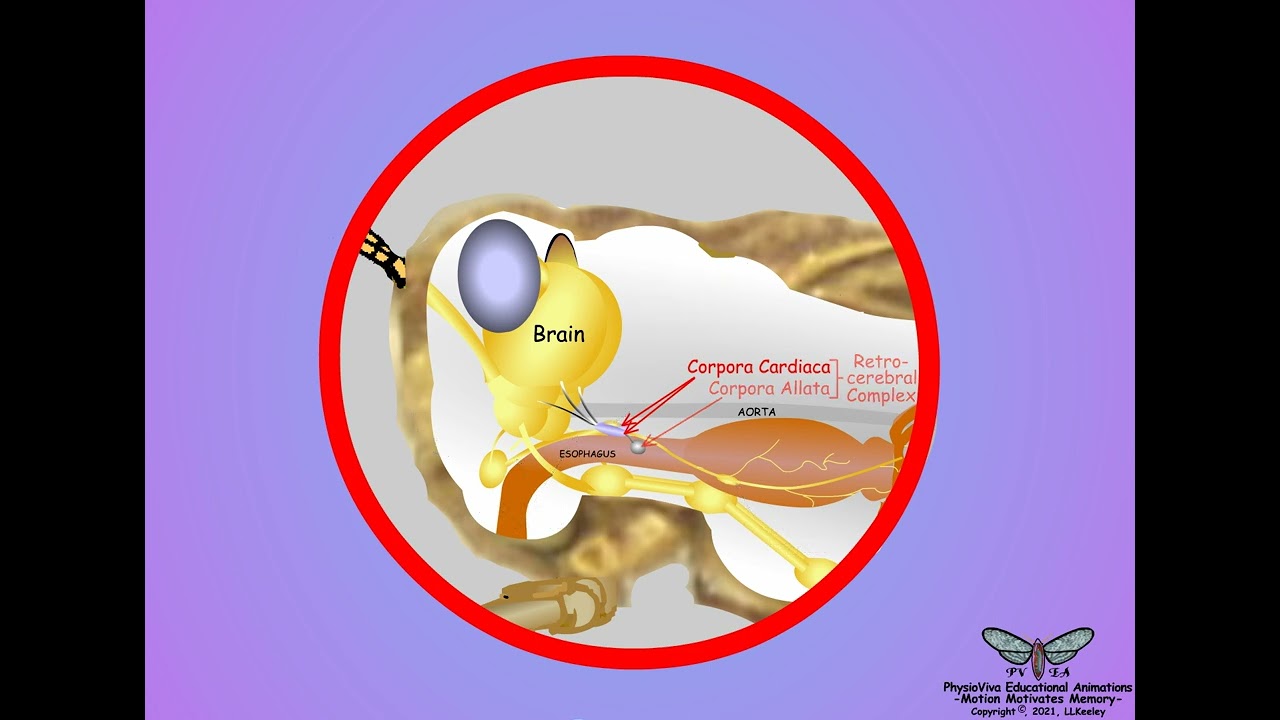 03-Insect Neurosecretion