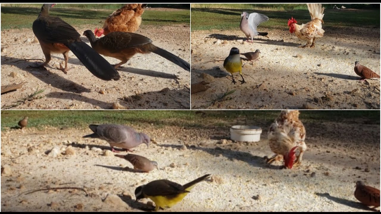 P&Aacute;SSAROS E AVES=VISITANDO O COMEDOURO #passaros #passarosnocomedouro #passarosnoquintal  #avesbelas