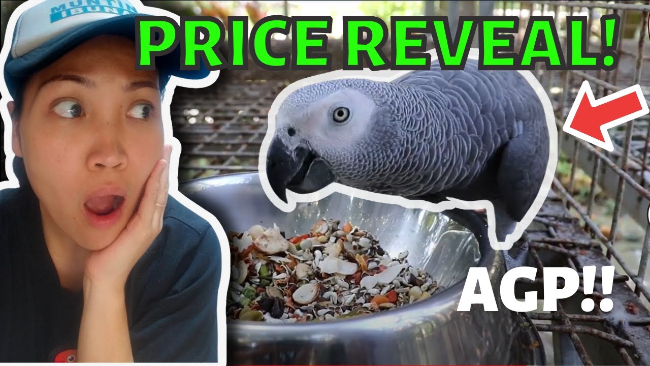 MAGKANO ANG AFRICAN GREY PARROT? PAANO ALAGAAN ANG AGP?
