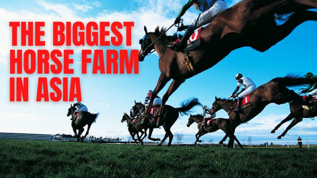 KUNIGAL STUD FARM - THE BIGGEST & OLDEST HORSE FARM IN INDIA, THE HOME TURF FOR THE DURBY WINNERS