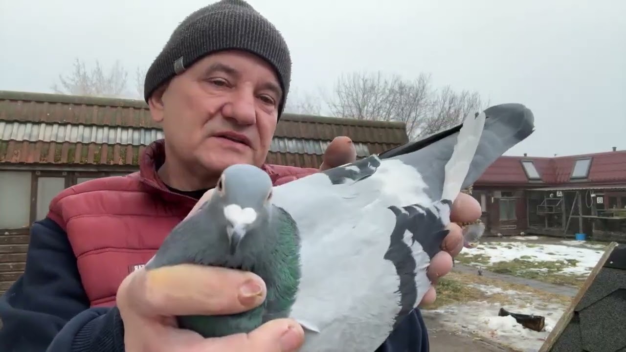 Gołębie linia olimpijska De Klak 613 od Jagusia   Robert Bauer De Klak 613 imbredy 513016809 Artur
