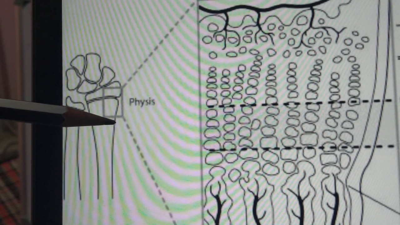 Anatomy of Physis