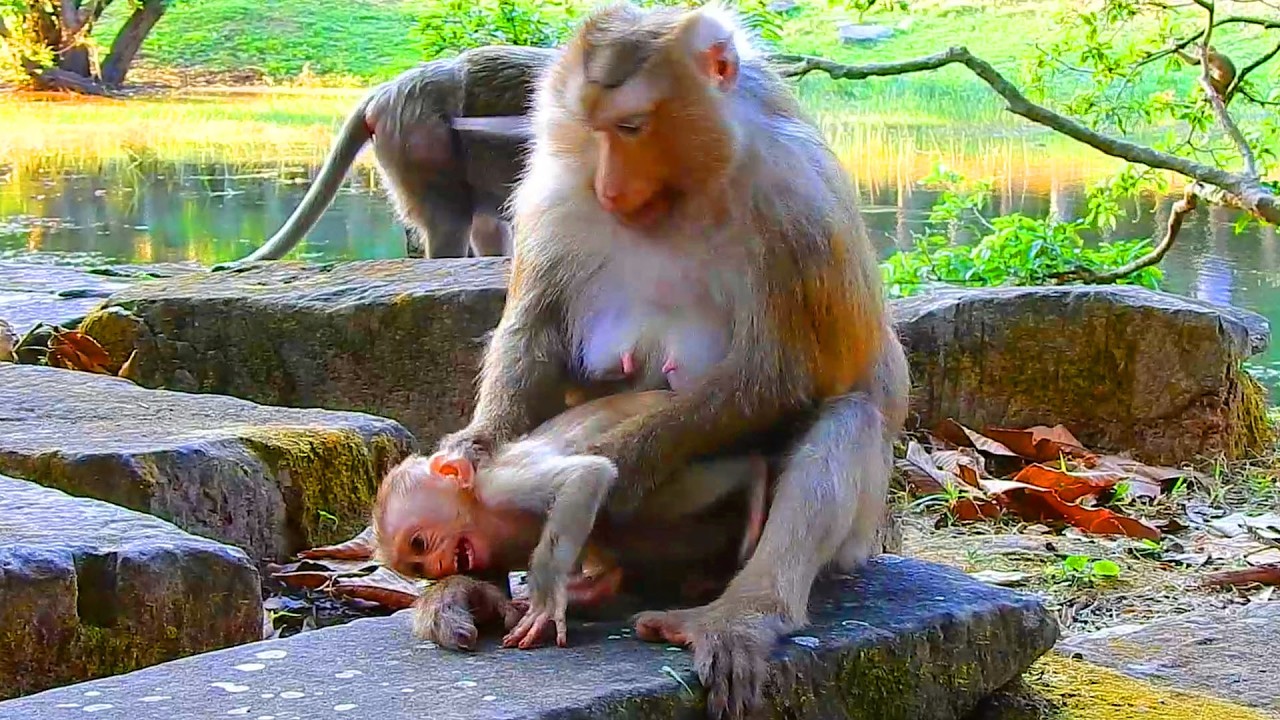 Rose knows Rina is old enough to reduce breastfeeding, Rina doesn't want coz she thinks she is young