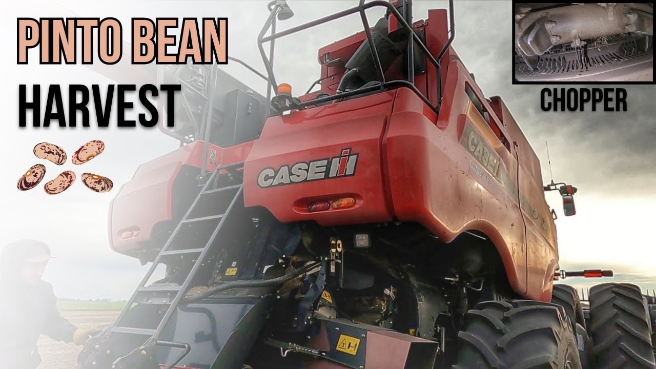 Combining Pinto Beans