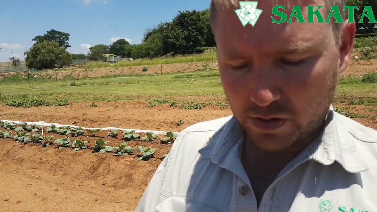 Brassicas No2 - How to plant Brassicas