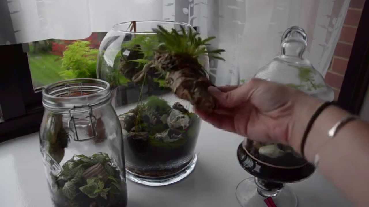 Orchids in Terrariums