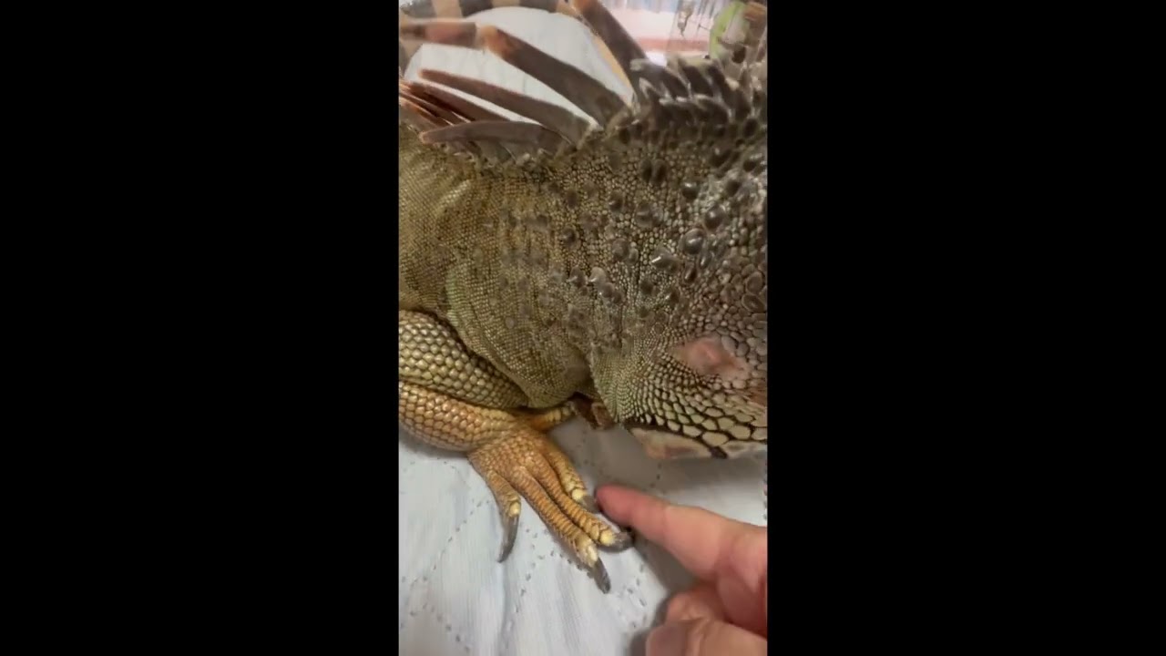 あずきちゃん朝ご飯食べて窓際に行ってたけど、病院受診から帰ってきたら暑かったのかベッドの上で寝ていました#イグアナ