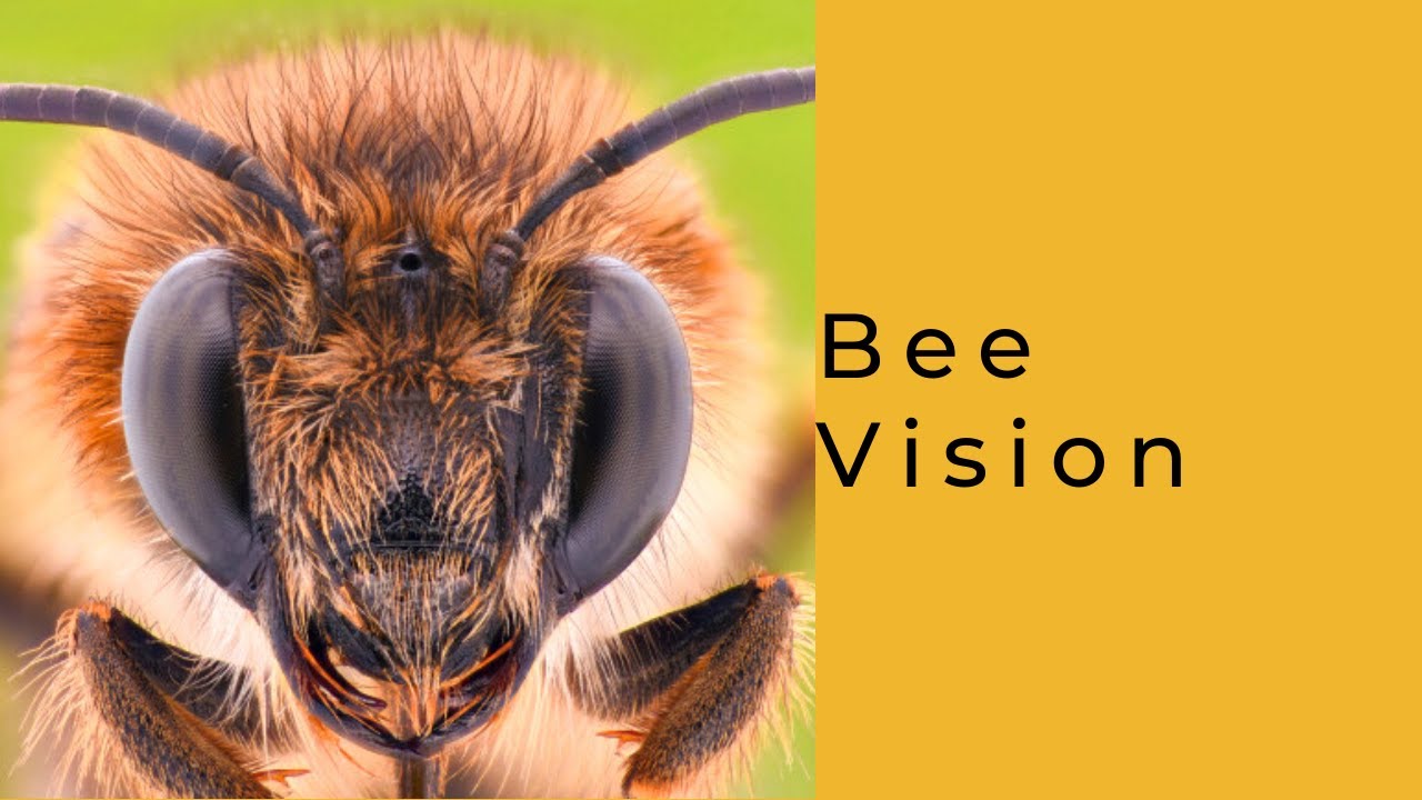 Bee Vision