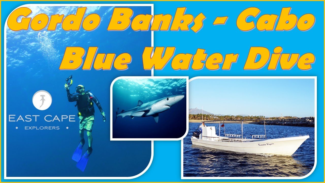 Gordo Banks Scuba Diving : San Jose Del Cabo : East Cape Explorers - October, 2020
