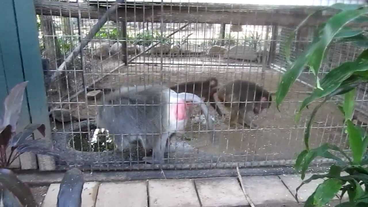 Male Hamadryas baboon with cape