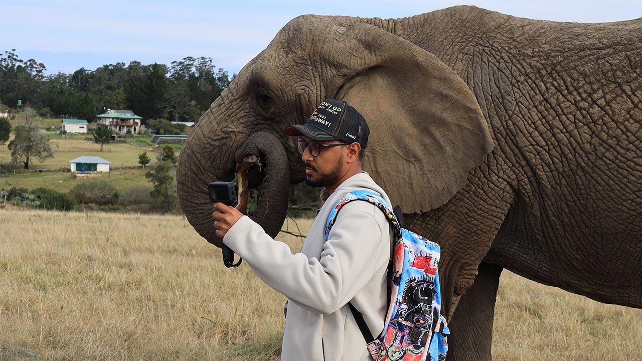 جنوب افريقيا ✨🇿🇦 أشباه الذئاب وانثى الفيل سالي🐘🐺 Wild Dogs vs Sally the Elephant |