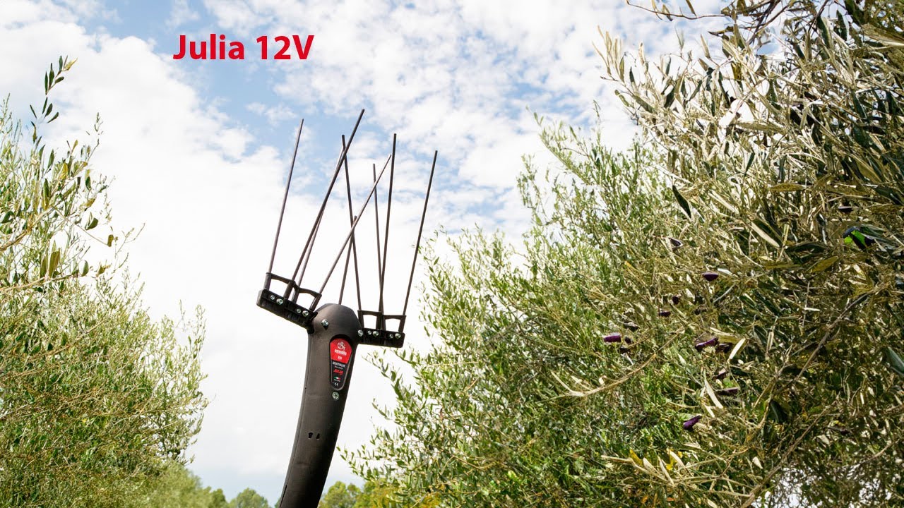 Scuotiolive Julia HQ-ITALIANO