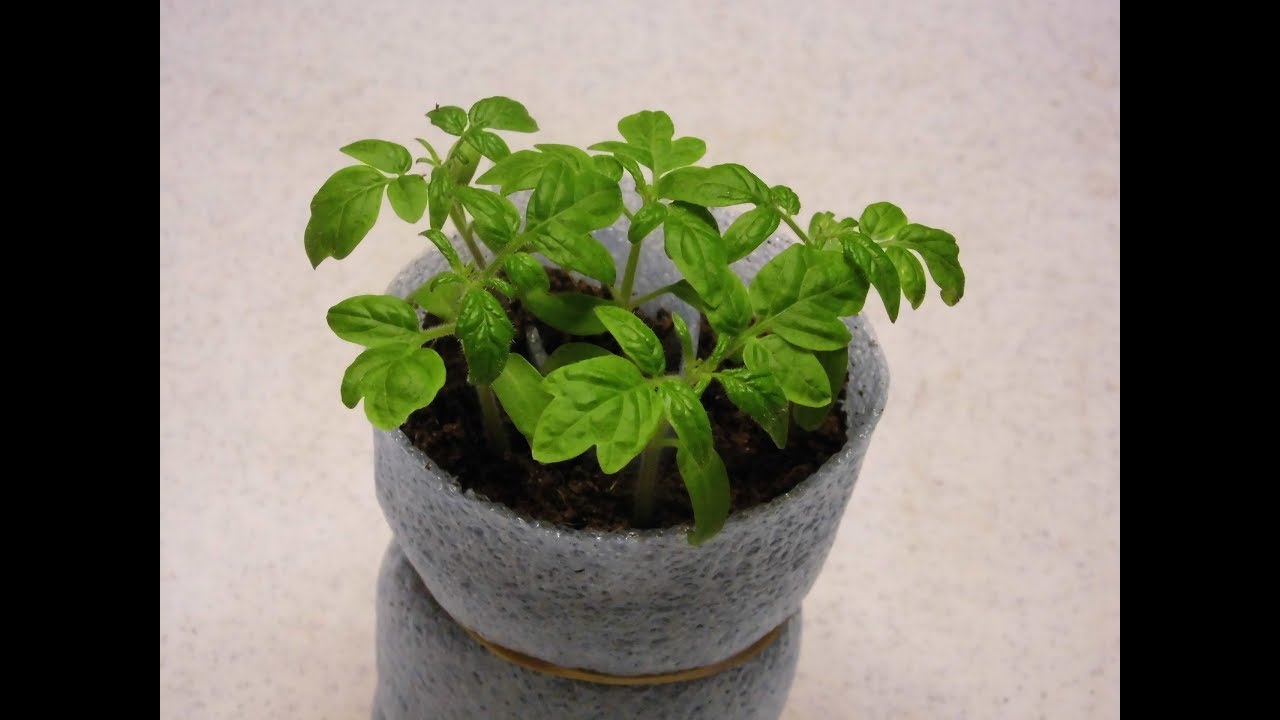42. Hvordan får man  kraftige tomatplanter