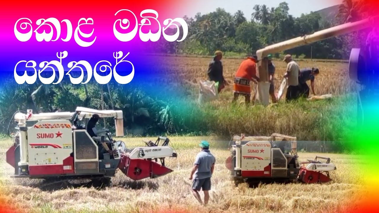 අස්වැන්න නෙලිම🐒🎋☺️