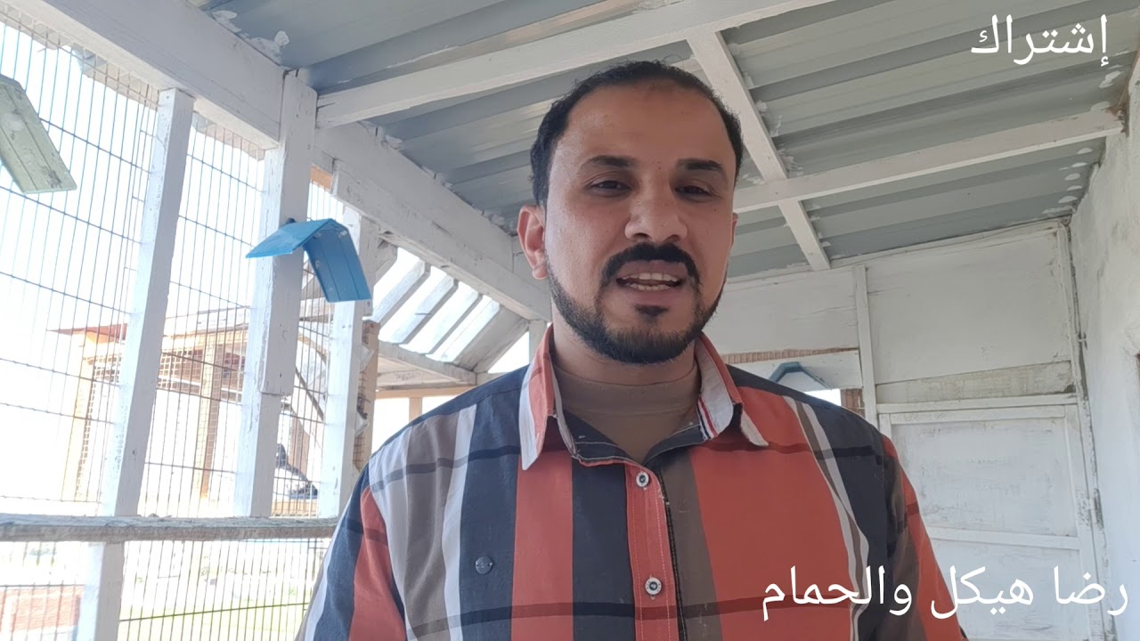 اسباب إختفاء البذرة داخل البيضة رغم تكوينها  وأسباب موت الجنين وقت الفقس (كبس البيض)عندالحمام