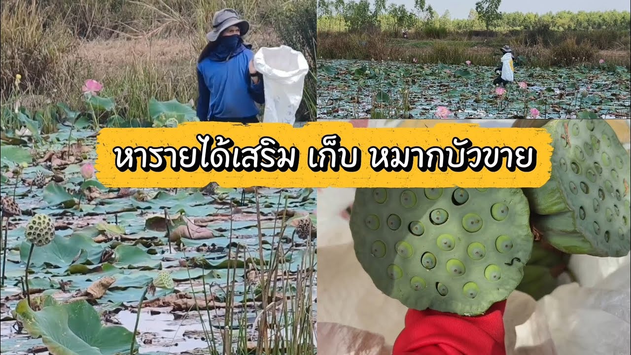 รายได้เสริม เก็บหมากบัวที่นาขาย