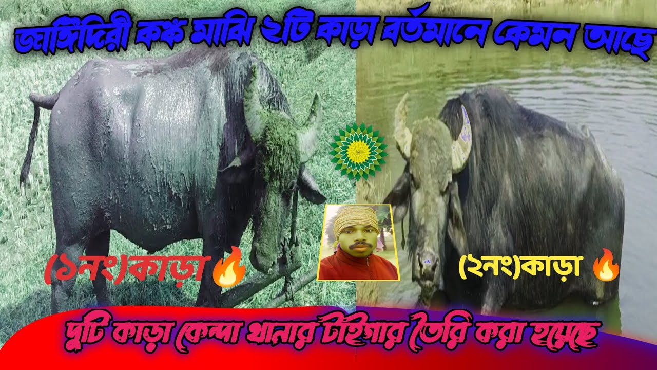 💥বর্তমানে কঙ্ক মাঝি ২কাড়ার মালিক কেমল 💯প্রস্তুতি চলছে 🔥🔥### video 