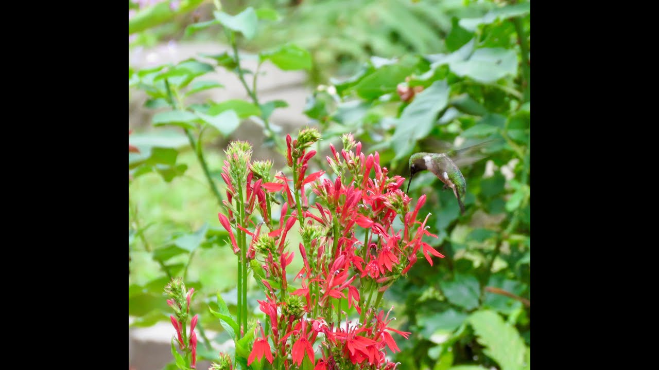 Planting and Caring for a Cardinal Flower