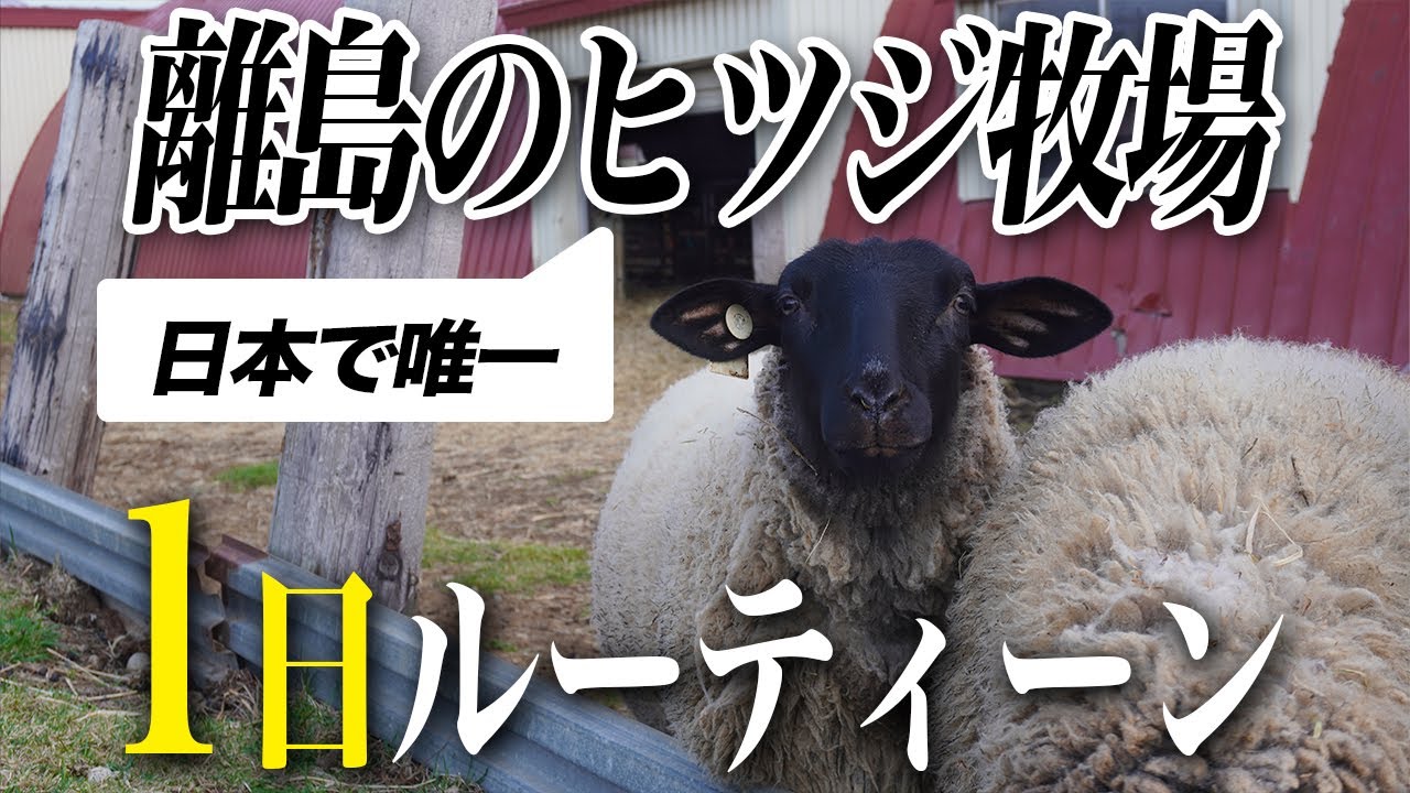 《焼尻島》裏側潜入！羊飼いのリアルな1日ルーティン