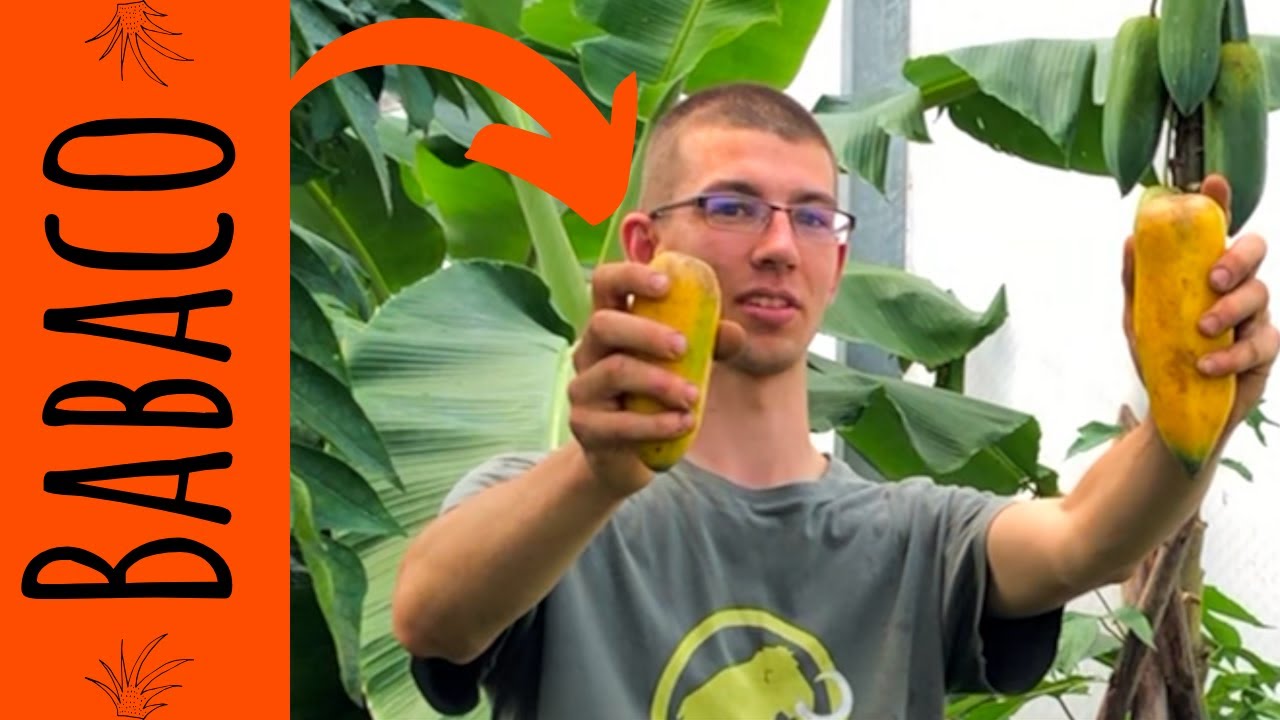 How I grow Babaco
