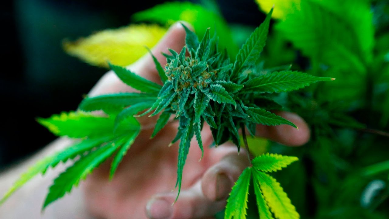 &iquest;En qu&eacute; consiste la ley del cannabis medicinal aprobada en el Senado? - Terapia de noticias