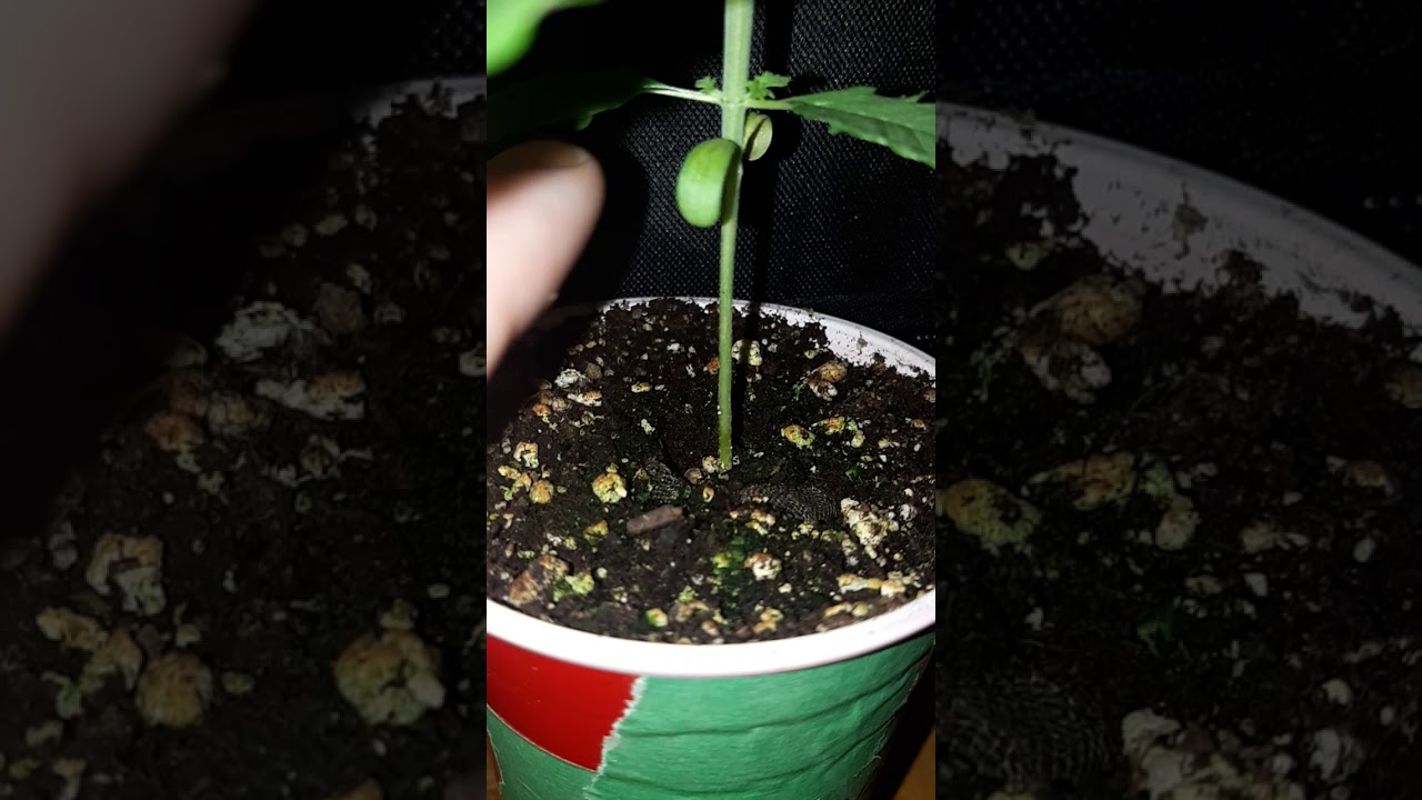 Counting Node Spaces On Cannabis Plants