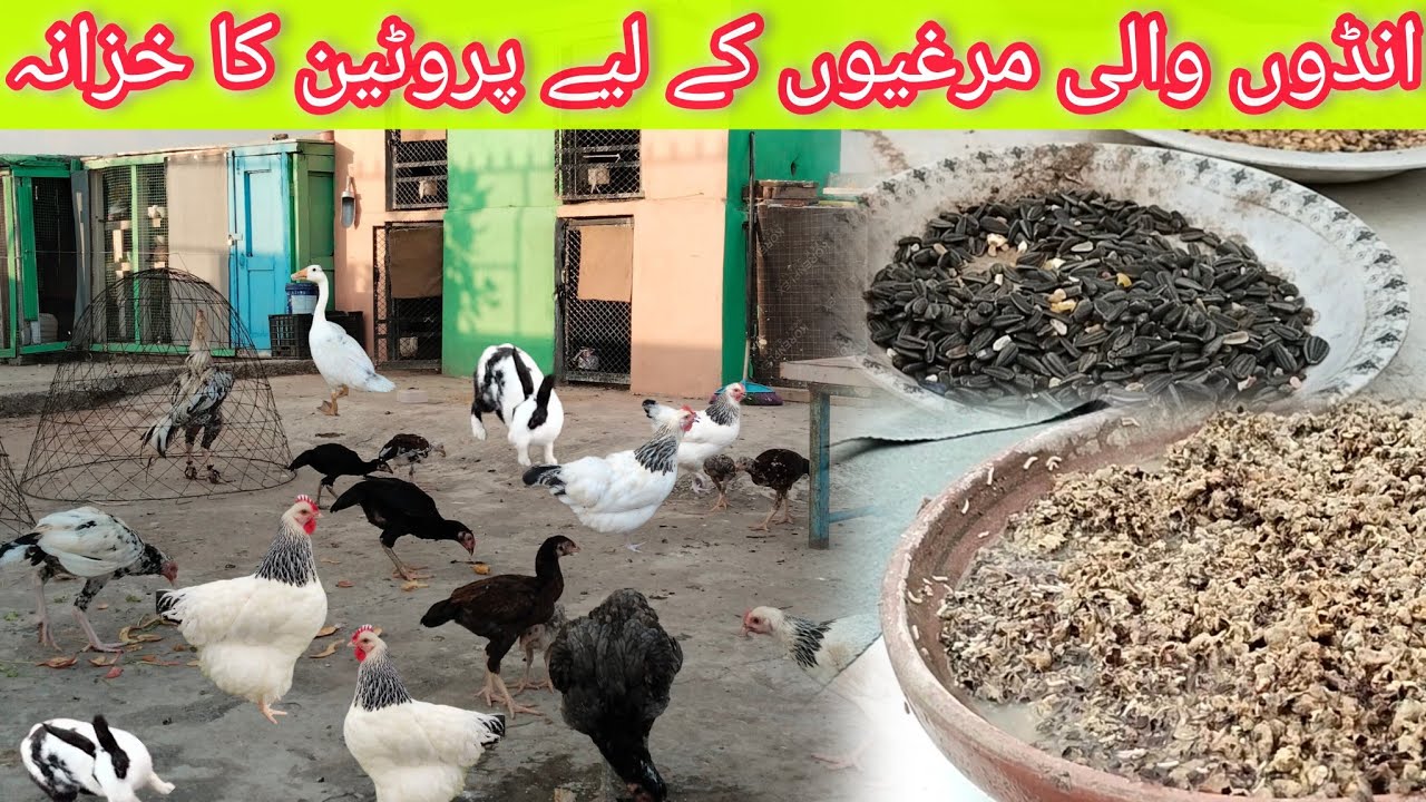 Homemade Protein Feed for Hens | Boost Egg Laying Naturally 🥚🐓