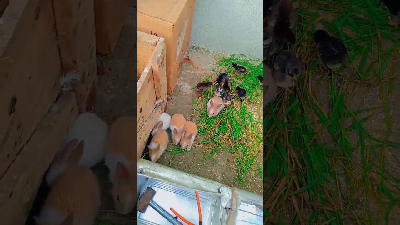 Cute Rabbit Bunny And chicks #shorts