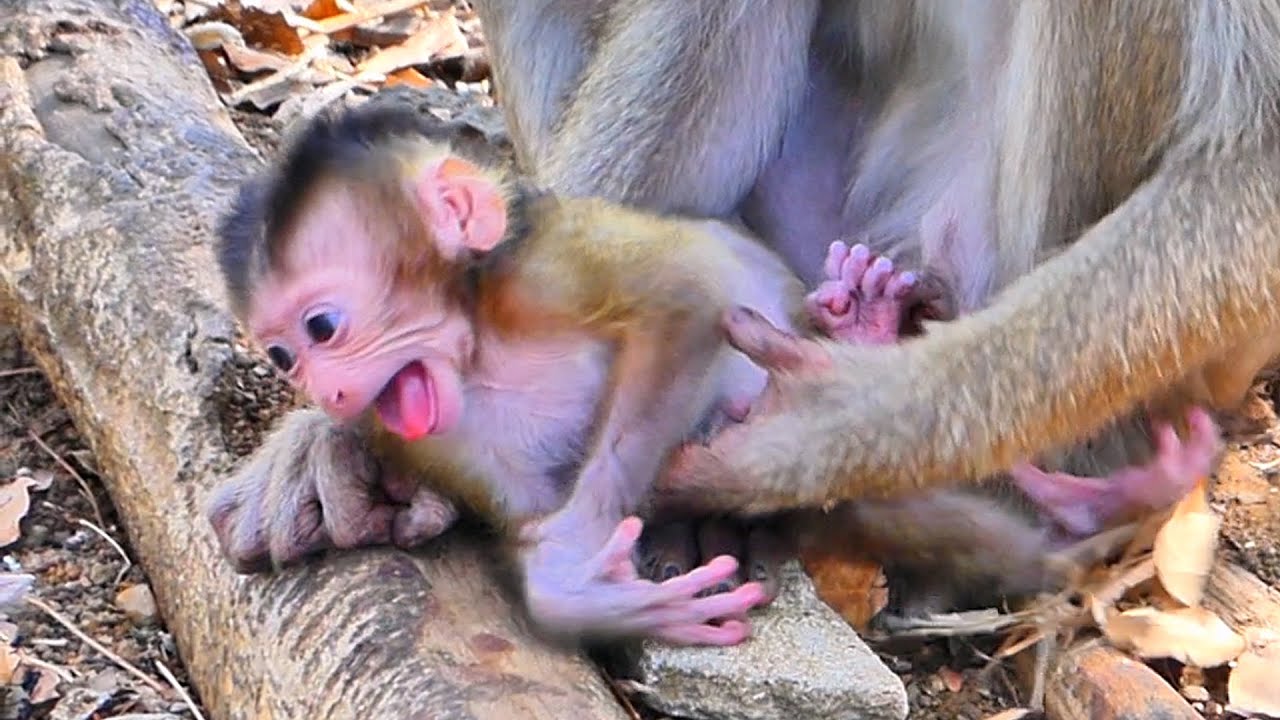 Unsettled Baby Monkey Seeks Comfort as Mama Stays Nearby 🐒💛.