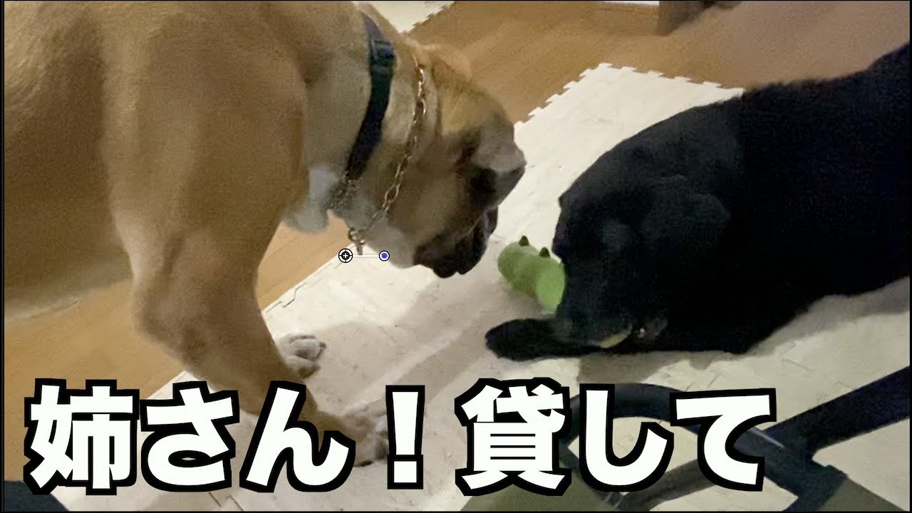 強面ロイ君！おもちゃ遊び覚えました♪