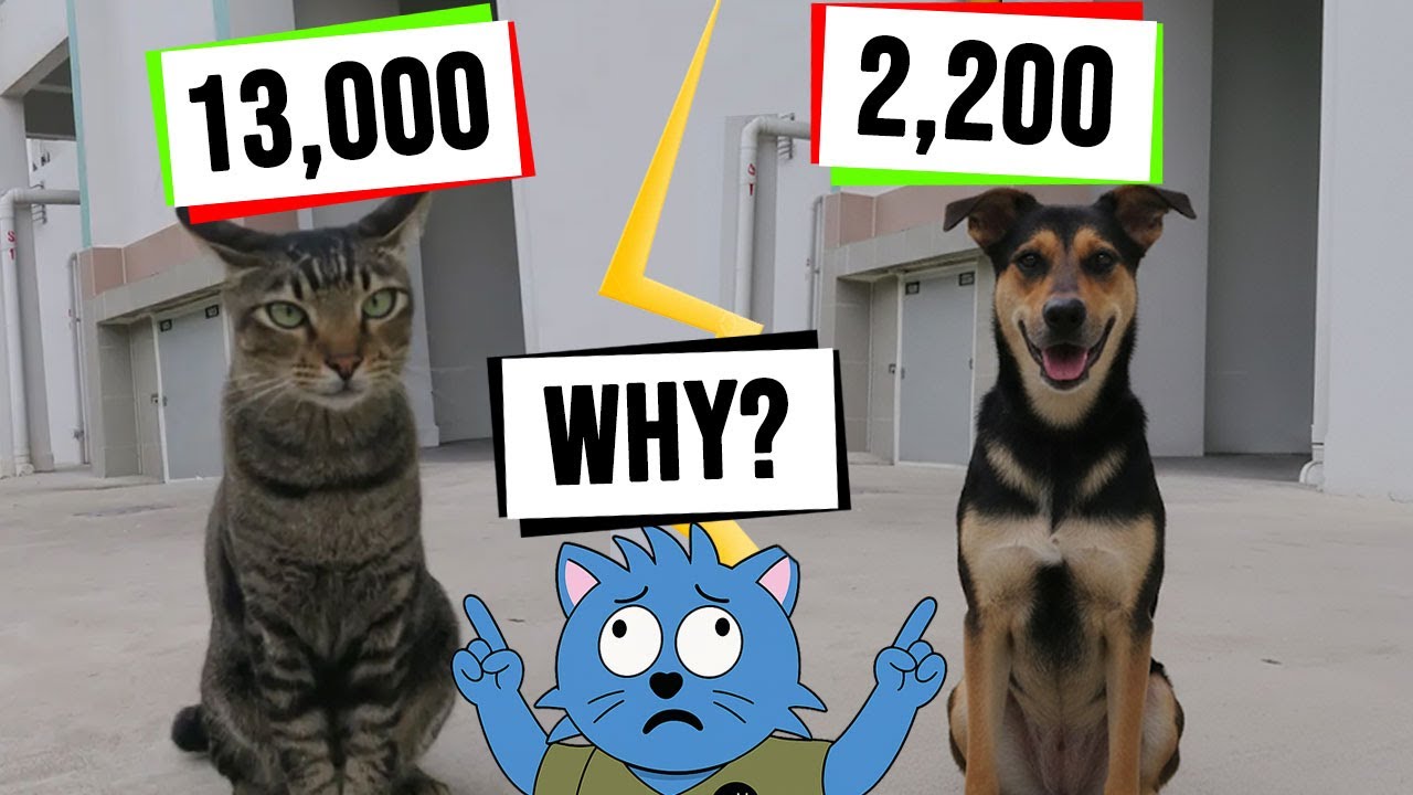 Why There Are More Stray Cats Than Stray Dogs in Singapore