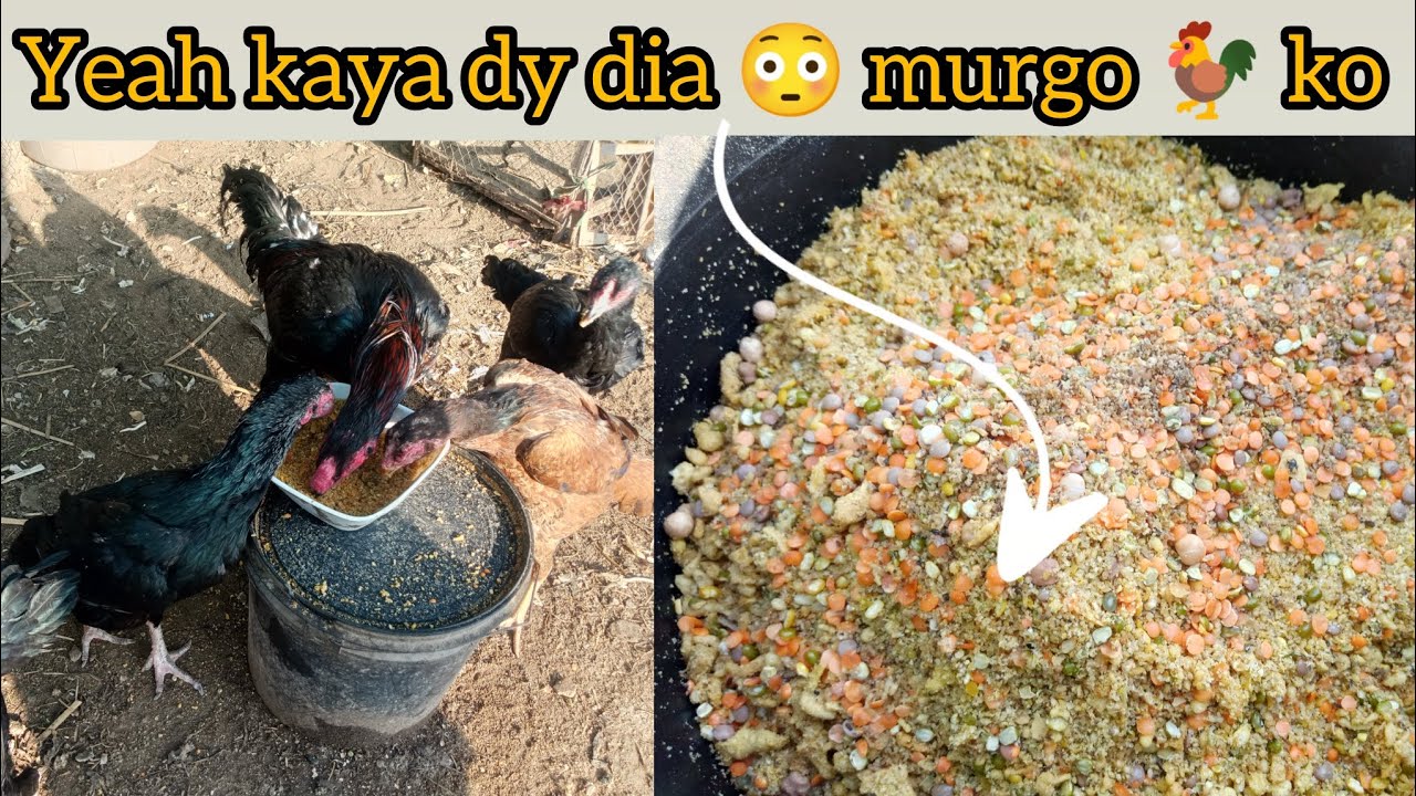 Yeah kaya dy dia 😳 murgo 🐓 ko like and subscribe thanks for watching 💖