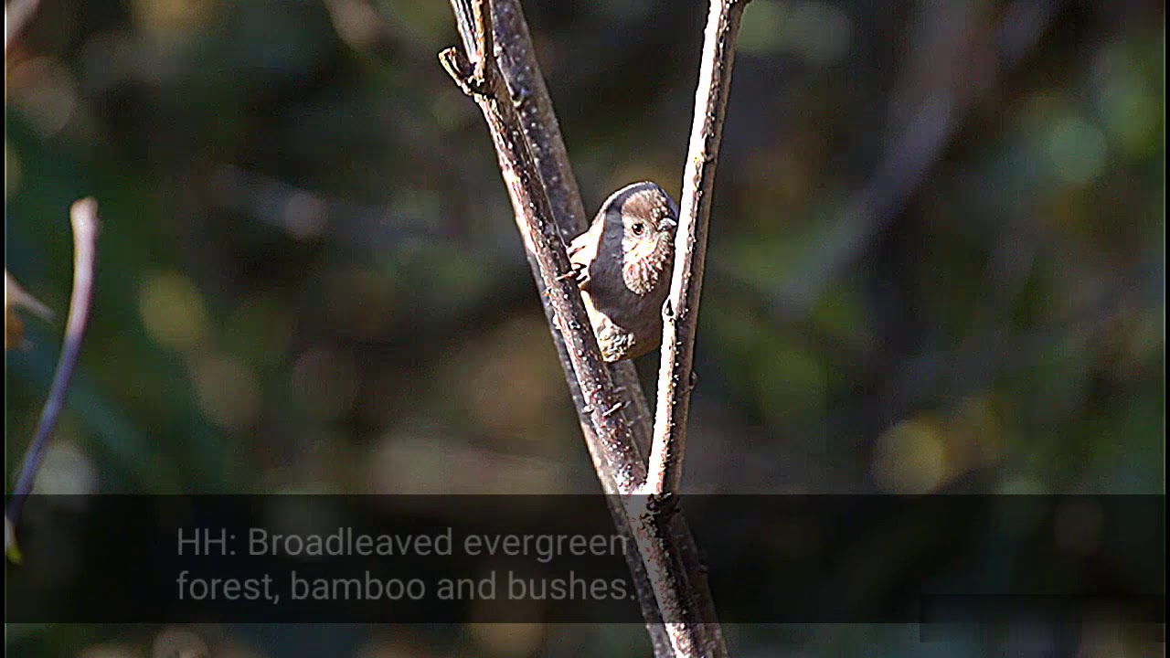 Manipuri Fulvetta (Manipurensis)