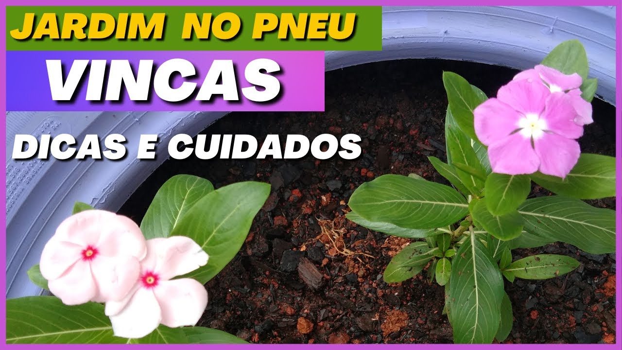 🟣Como cultivar VINCAS | Jardim no Pneu  #vinca #flores